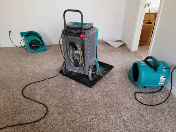 Best Mold removal after water damage  in Gustine, CA